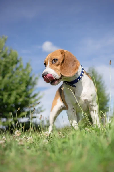 Beagle hond portret - verticale foto — Stockfoto