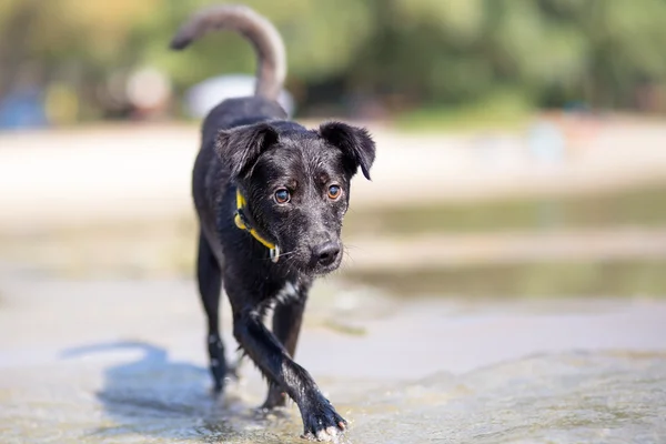 Karışık doğurmak köpek yaz tatil — Stok fotoğraf