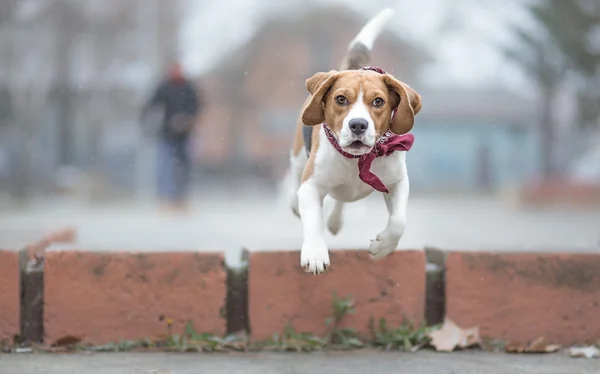 Jugar a buscar con el perro beagle — Foto de Stock