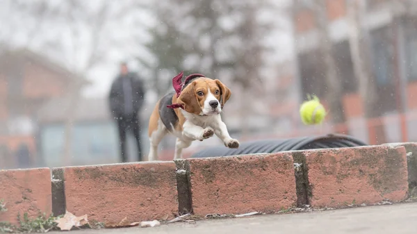 Беглая собака гоняется за теннисным мячом — стоковое фото
