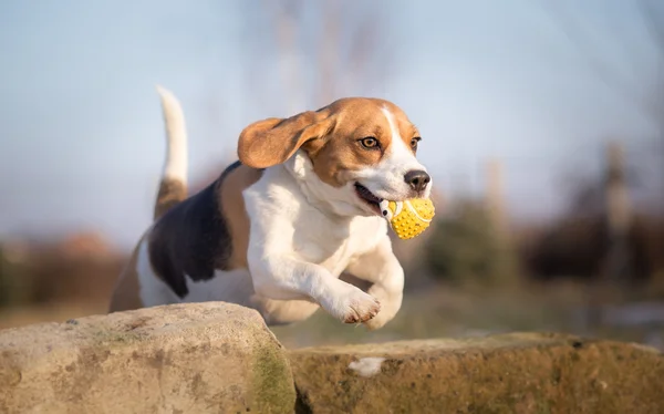 Beagle perro saltando con la bola en la boca —  Fotos de Stock