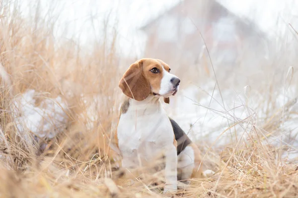Beagle cão na natureza retrato — Fotografia de Stock