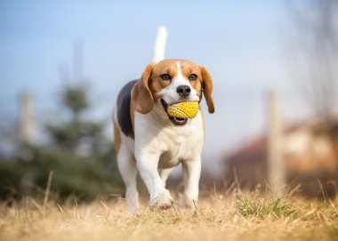 Beagle köpek oynama