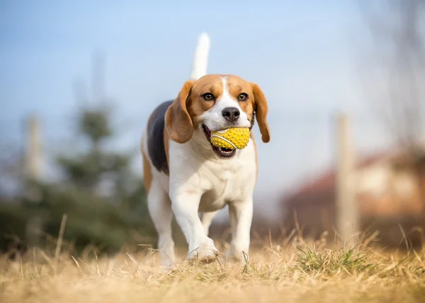 Funny Beagle dog fails to catch ball Stock Photo by ©Lunja87 113197028