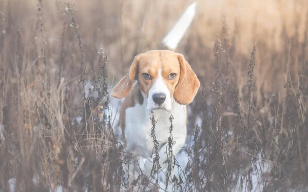 Λαγωνικό σκύλο αναζητώντας συναγερμού με ουρά — Φωτογραφία Αρχείου