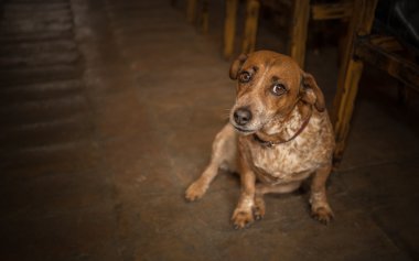 Evde beslenen hayvan dostu barda oturmuş köpek