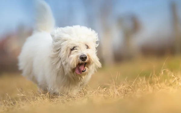 Vit lång vithårig hund i run - Coton de Tulear — Stockfoto