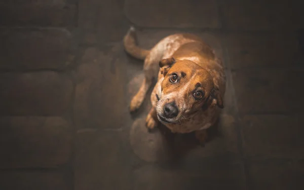 Cão olhando para o seu dono — Fotografia de Stock