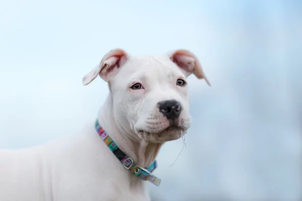 Americano staffordshire terrier cachorro retrato — Fotografia de Stock