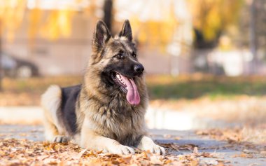 Alman çoban köpeği.