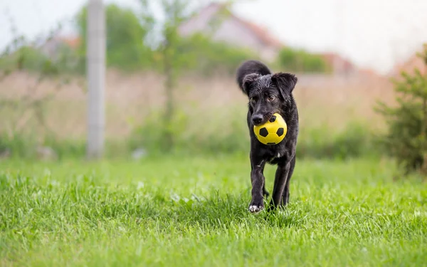 Perro negro de raza mixta jugando con pelota de fútbol — Foto de Stock