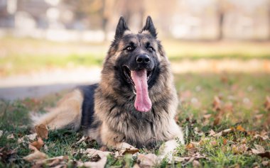Alman çoban köpek dinlenme Parkı