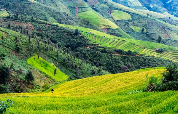 Rýžové terasy v Ta Xua, syn La, Vietnam — Stock fotografie