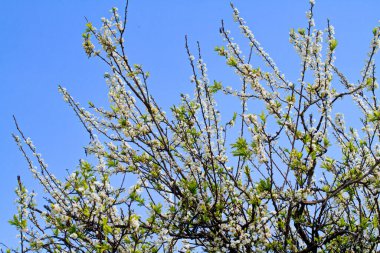 İlkbaharda erik tarlası. Yeri: Moc Chau Platosu, Vietnam