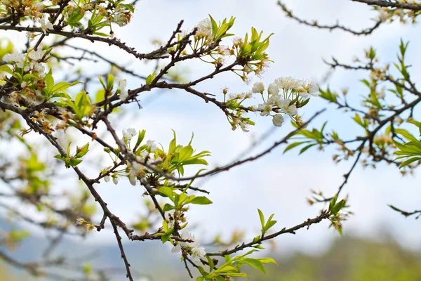 Plum Plantation Spring Location Moc Chau Plateau Vietnam — Stock Photo, Image