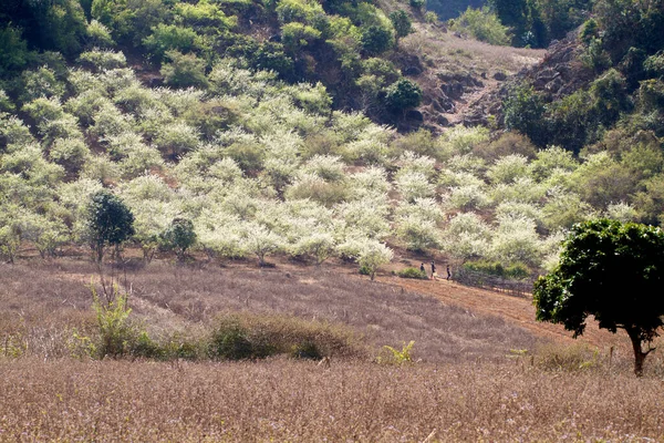 Plum Plantation Spring Location Moc Chau Plateau Vietnam — Stock Photo, Image
