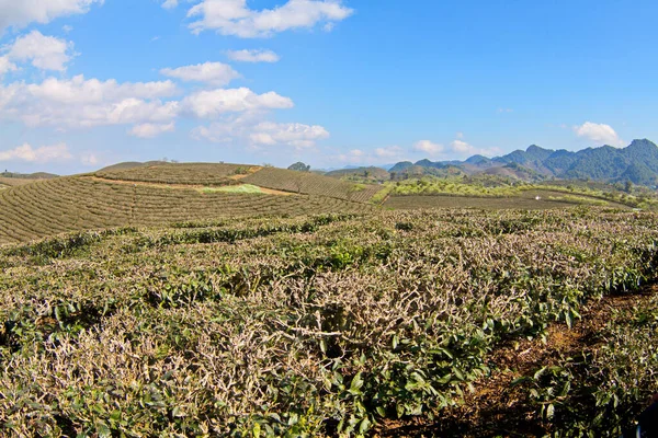 Pěkná Krajina Náhorní Plošině Moc Chau Vietnam — Stock fotografie