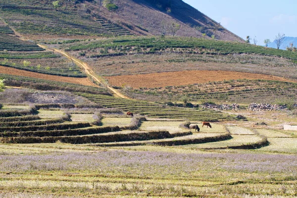 Bonito Paisaje Moc Chau Plateau Vietnam — Foto de Stock