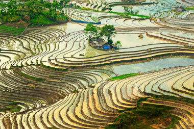 Vietnam 'daki Etnik çiftçilerin tarlalarının güzelliği.