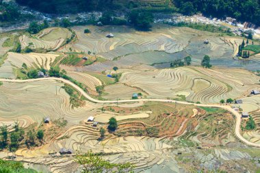 Vietnam 'daki Etnik çiftçilerin tarlalarının güzelliği.