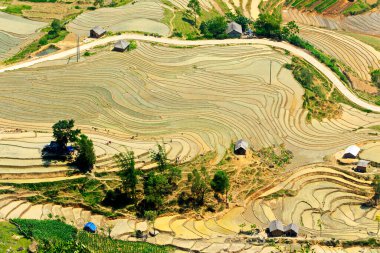 Vietnam 'daki Etnik çiftçilerin tarlalarının güzelliği.