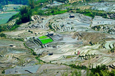 Vietnam 'daki Etnik çiftçilerin tarlalarının güzelliği.