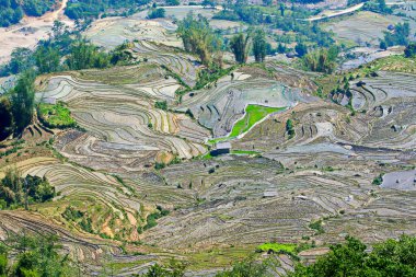 Vietnam 'daki Etnik çiftçilerin tarlalarının güzelliği.