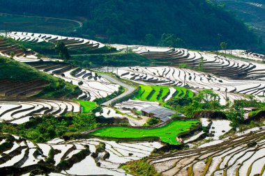 Vietnam 'daki Etnik çiftçilerin tarlalarının güzelliği.