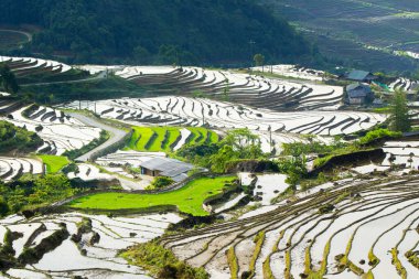Vietnam 'daki Etnik çiftçilerin tarlalarının güzelliği.
