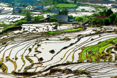 Vietnam 'daki Etnik çiftçilerin tarlalarının güzelliği.