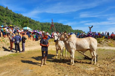 An GiANG, VİETNAM - 28 Kasım 2020 Geleneksel Öküz Yarışı Festivali.
