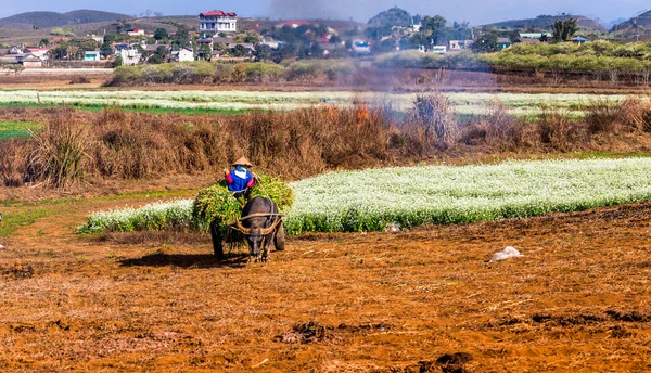 Schöne blumen und landschaft in vietnam — Stockfoto