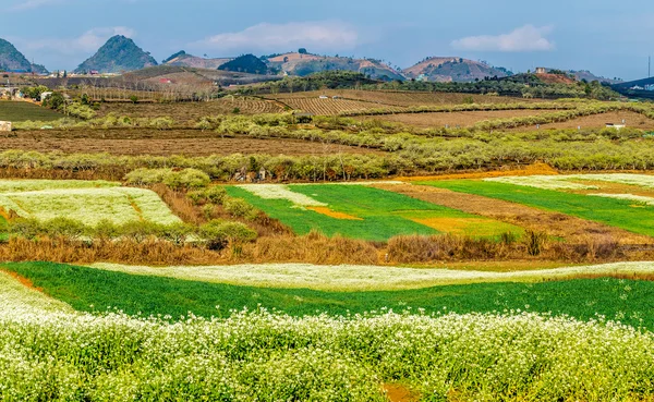 Hermosas flores y paisaje en Vietnam — Foto de Stock