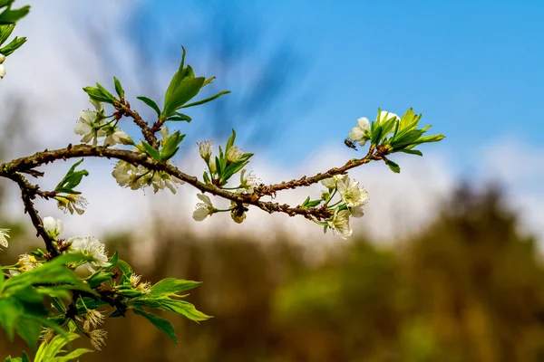 Beauty of plum and tea plantations in Spring. — Stock Photo, Image