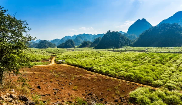 Beauty of plum and tea plantations in Spring. — Stock Photo, Image