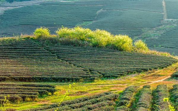 Belleza de las plantaciones de ciruelas y té en primavera . — Foto de Stock