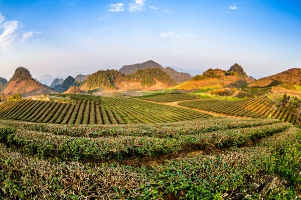 Piękne kwiaty i krajobraz w Wietnamie — Zdjęcie stockowe