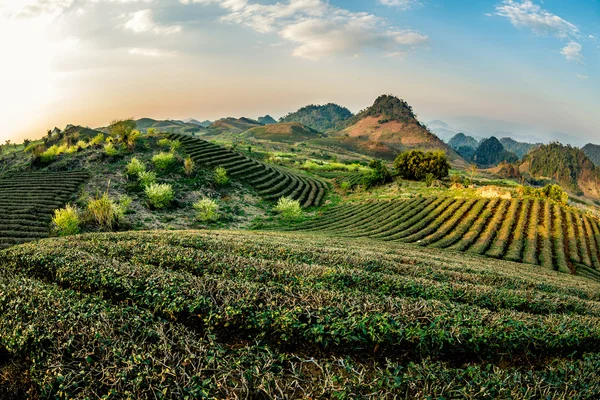 Krásné květiny a krajinu ve Vietnamu — Stock fotografie