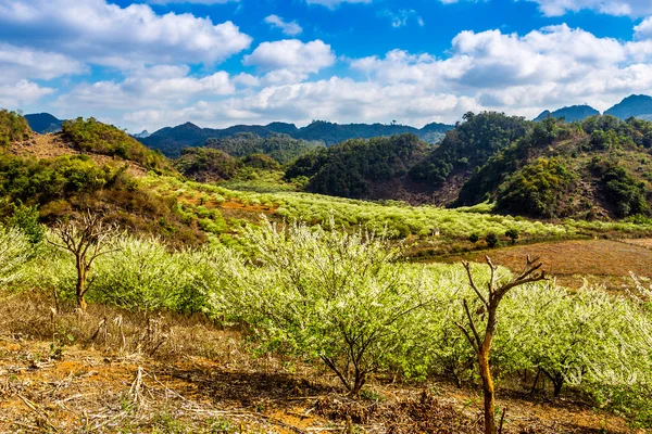 Hermosas flores y paisaje en Vietnam — Foto de Stock