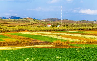 MOC Chau Yaylası, Vietnam - 5 Şubat 2014 - erken Bahar Erik plantasyon.