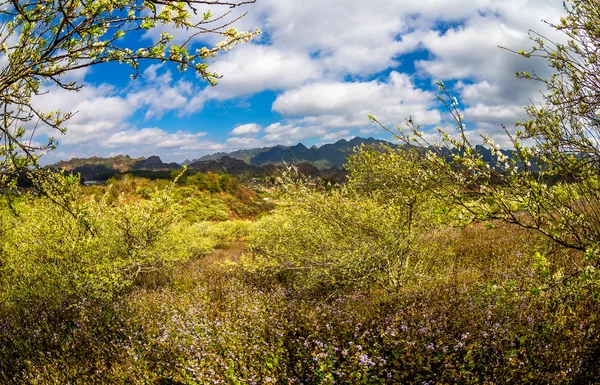 MOC CHAU PLATEAU, VIETNAM - 5 DE FEBRERO DE 2014 - Una plantación de ciruelas a principios de primavera . — Foto de Stock