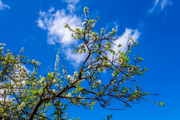 MOC CHAU PLATEAU, VIETNAM - FEBRUARY 5, 2014 - A plum plantation in early Spring. — Stock Photo, Image