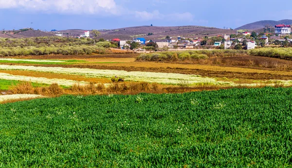 MOC CHAU PLATEAU, VIETNAM - 5 февраля 2014 г. - Сливовая плантация ранней весной . — стоковое фото