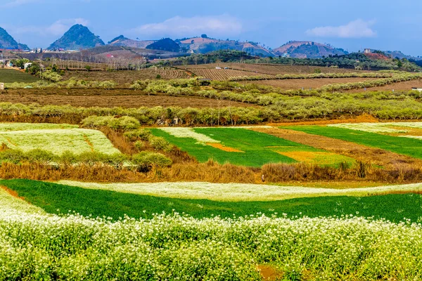 MOC CHAU PLATEAU, VIETNAM - 5 DE FEBRERO DE 2014 - Una plantación de ciruelas a principios de primavera . — Foto de Stock