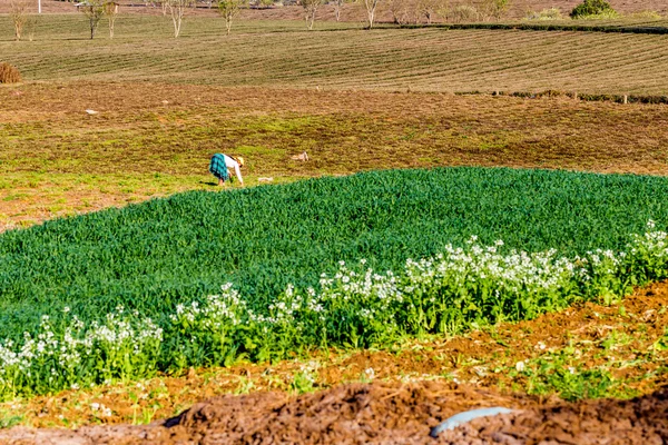 MOC CHAU PLATEAU, VIETNAM - 5 FÉVRIER 2014 - Une plantation de prunes au début du printemps . — Photo