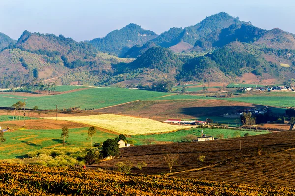 MOC CHAU PLATEAU, VIETNAM - 5 DE FEBRERO DE 2014 - Una plantación de ciruelas a principios de primavera . — Foto de Stock