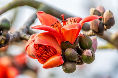 Ürün reçetesi bax eski şehrin Namdinh, Vietnam üzerinde