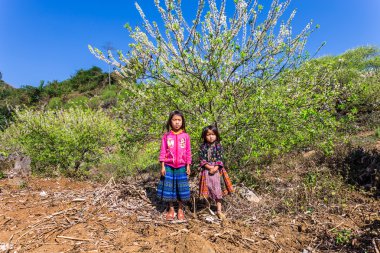 MOC Chau Yaylası, Vietnam - 5 Şubat 2014 - ay yeni yıl vesilesiyle bir Erik plantasyon içinde oynayan güzel etnik kostümleri giyen tanımlanamayan etnik çocuk.