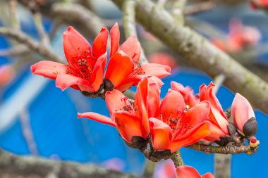 Baharda itx çiçekler.