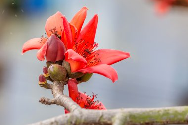 Baharda itx çiçekler.